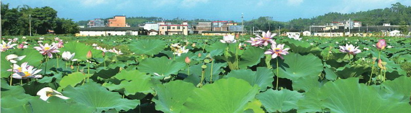 樓下村盤活村中八畝土地,成就了佛岡一景,也為該村帶來(lái)經(jīng)濟(jì)效益。