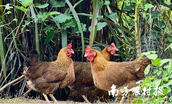 五大百億 | 清遠(yuǎn)雞，英德紅茶！入選中國(guó)農(nóng)業(yè)品牌目錄2024農(nóng)產(chǎn)品區(qū)域公用品牌